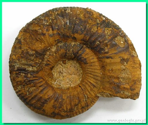 perisphinctes sp. 1 ().jpg